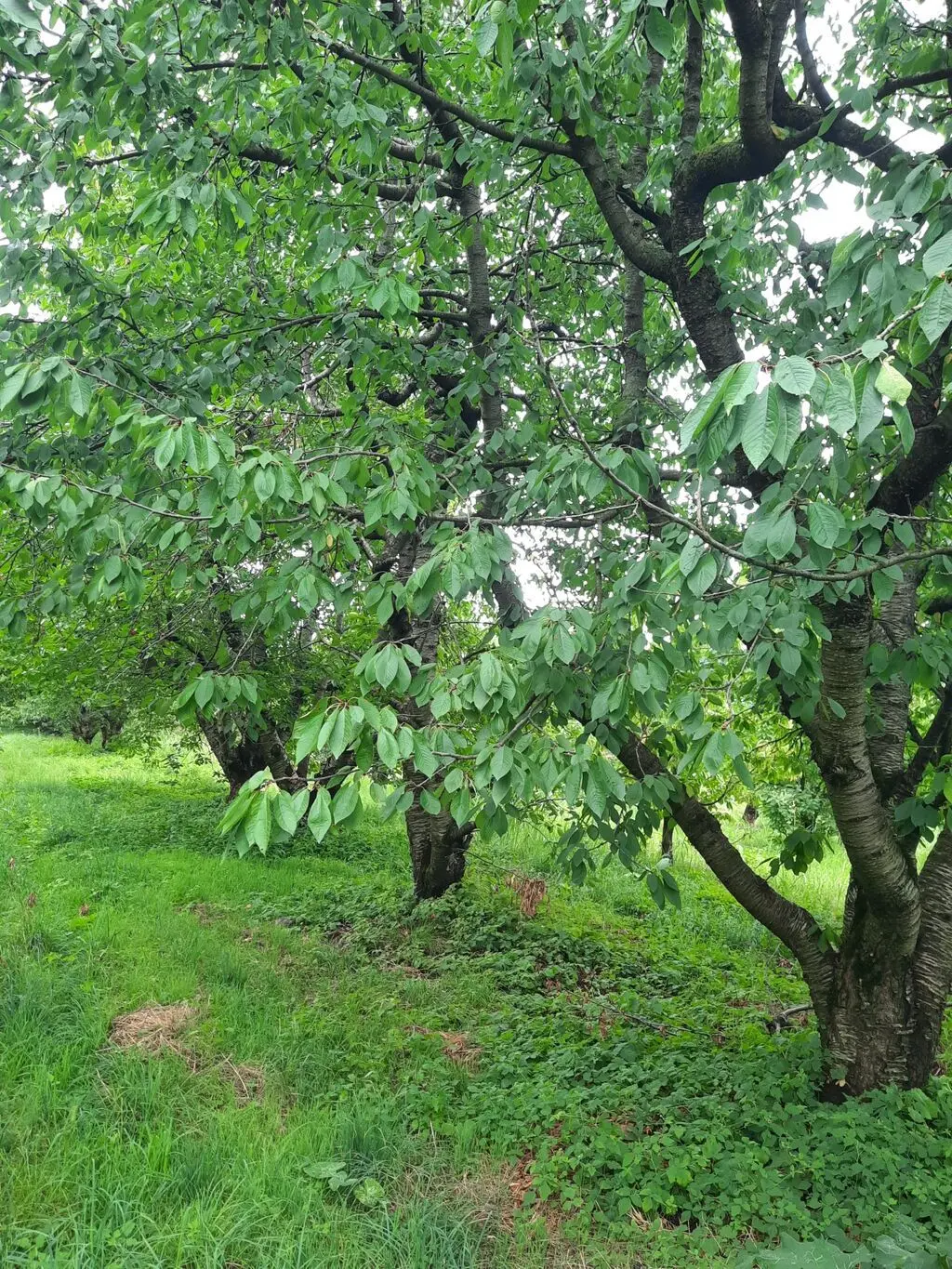 Meyvə bağı — Kənd Təsərrüfatı Əmlakı, Quba