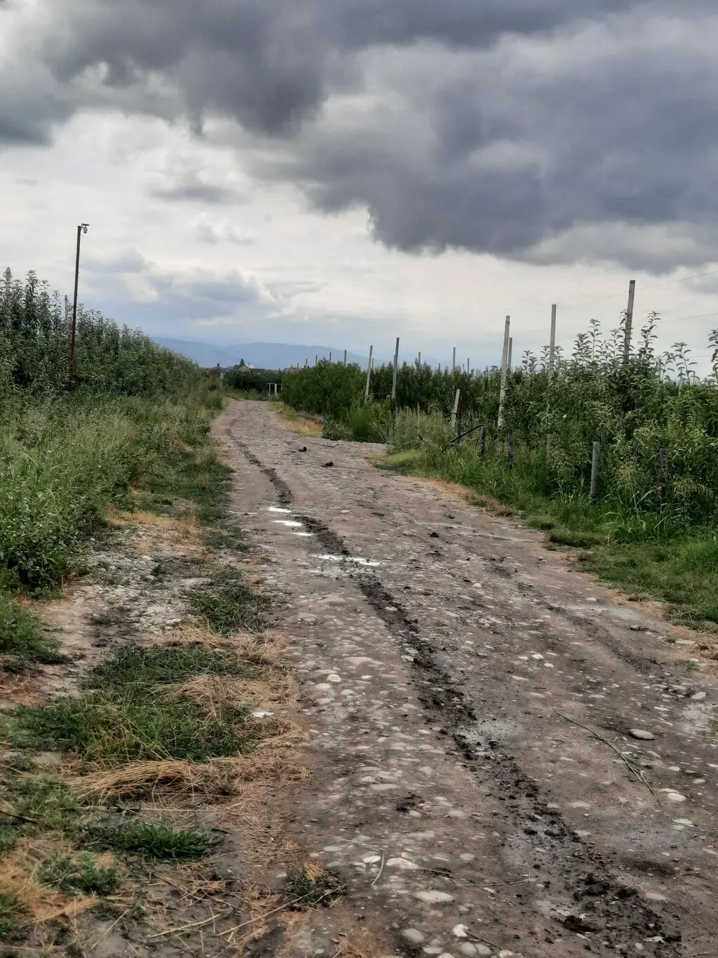 Meyvə bağı — Kənd Təsərrüfatı Əmlakı, Quba