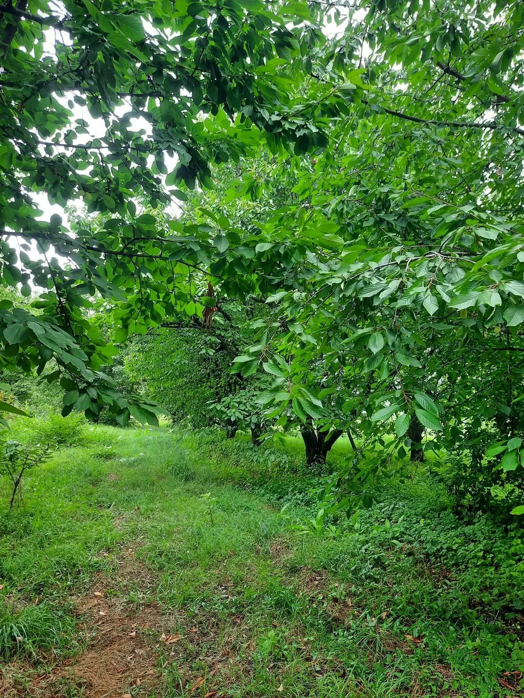 Meyvə bağı — Kənd Təsərrüfatı Əmlakı, Quba