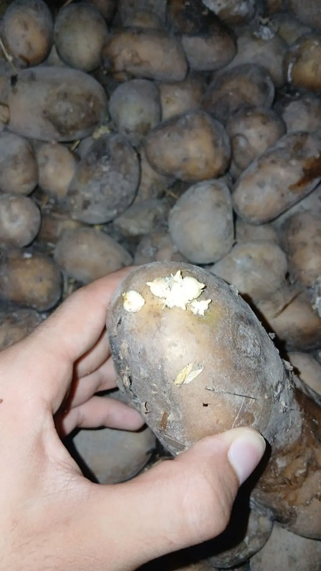 Potato — Vegetables and Greens, Jalilabad