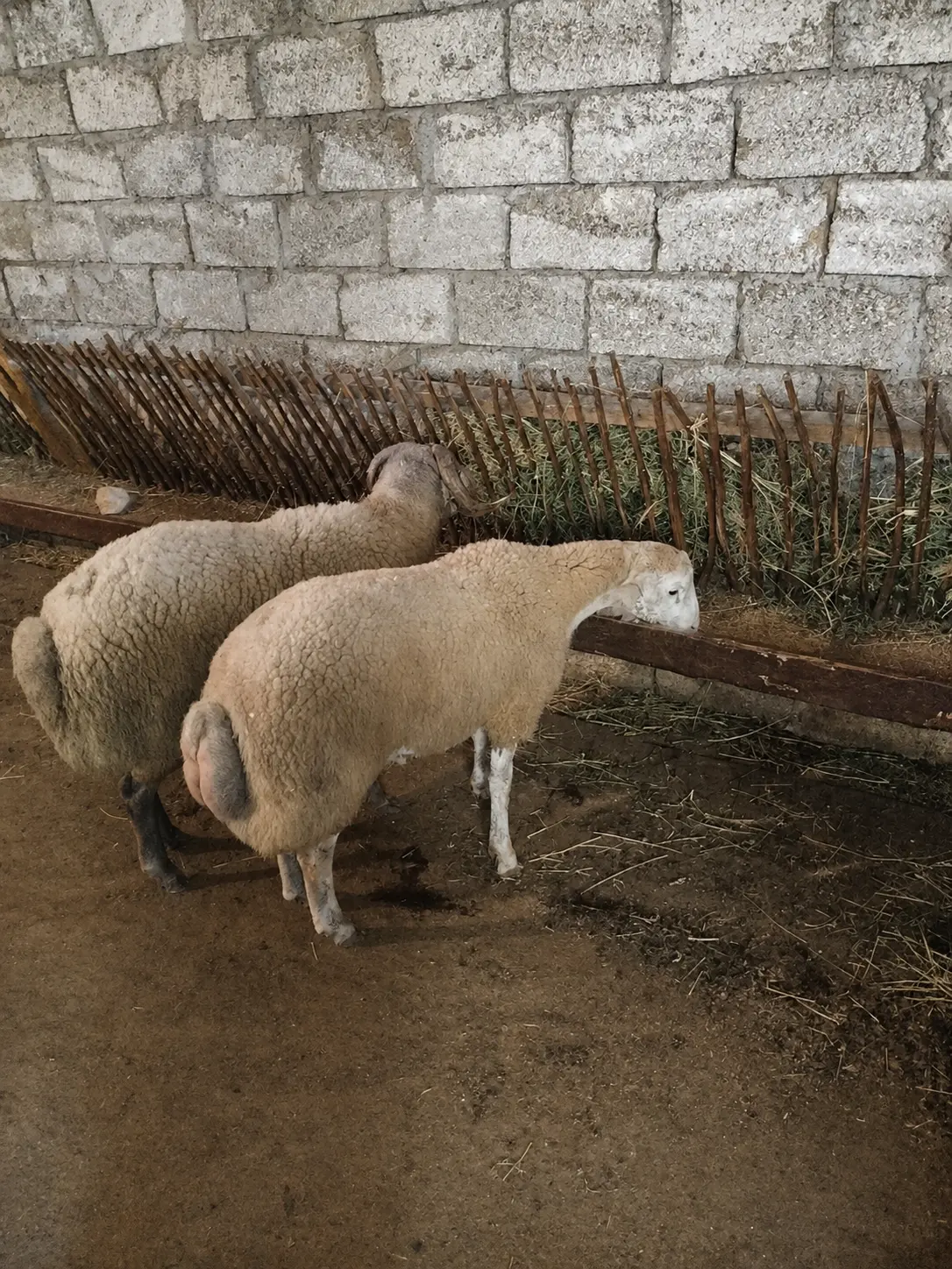 Toğlu — Heyvanlar, Quşlar, Balıqlar, Bakı