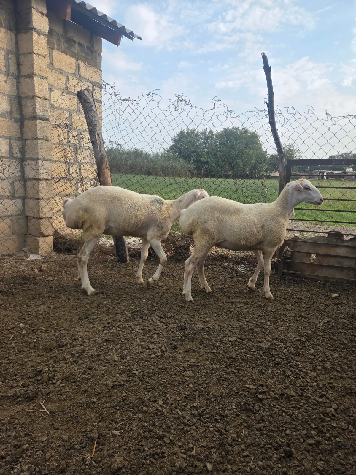 Toğlular — Heyvanlar, Quşlar, Balıqlar, Beyləqan