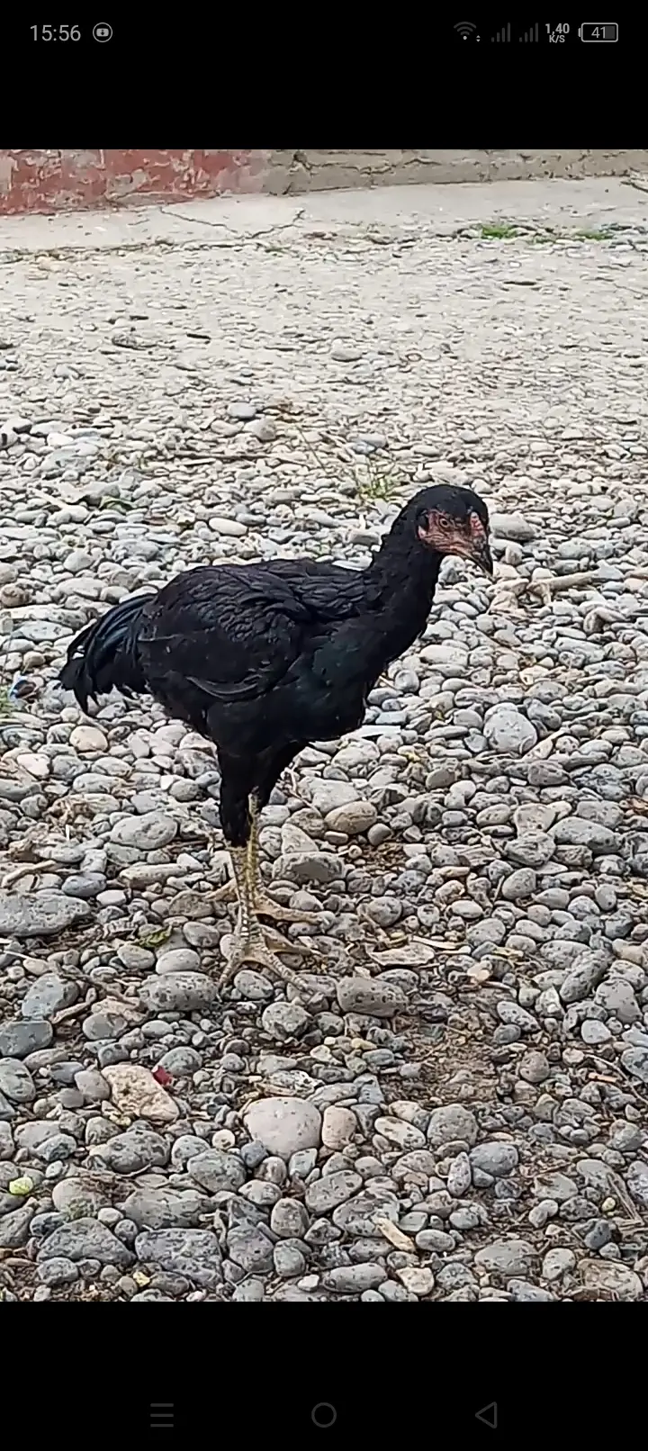 Xoruz — Heyvanlar, Quşlar, Balıqlar, Yevlax
