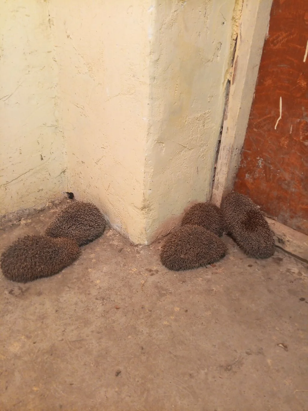 Kirpi — Heyvanlar, Quşlar, Balıqlar, Şabran