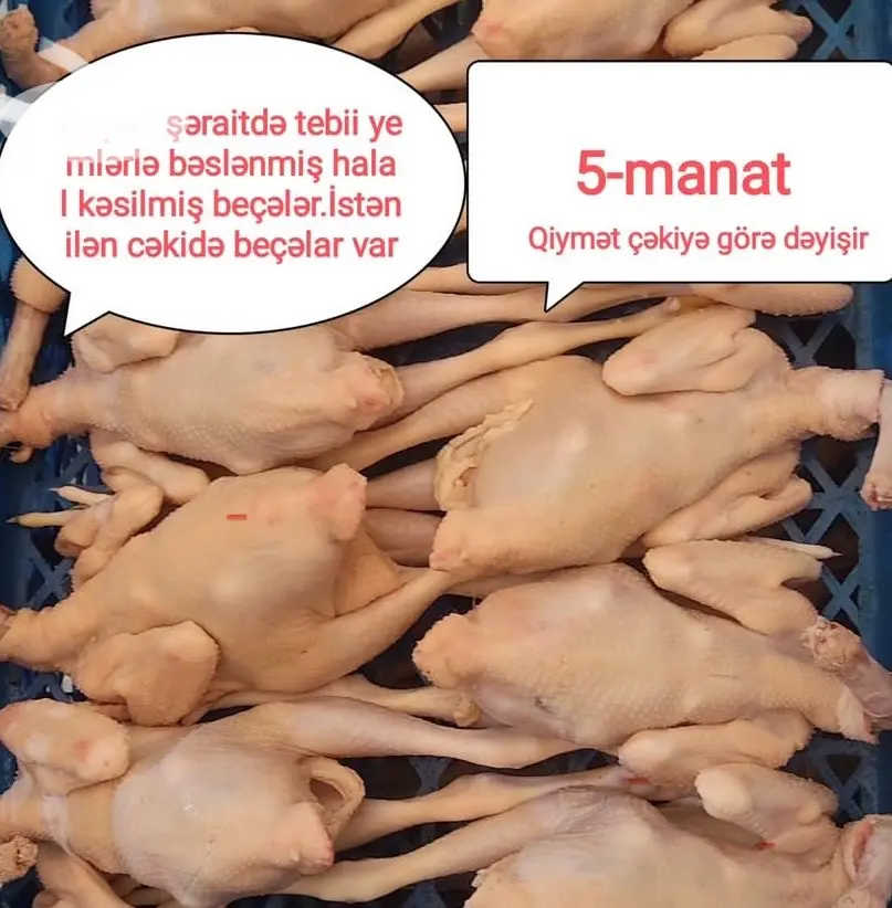 Çolpalar — Heyvanlar, Quşlar, Balıqlar, Bakı