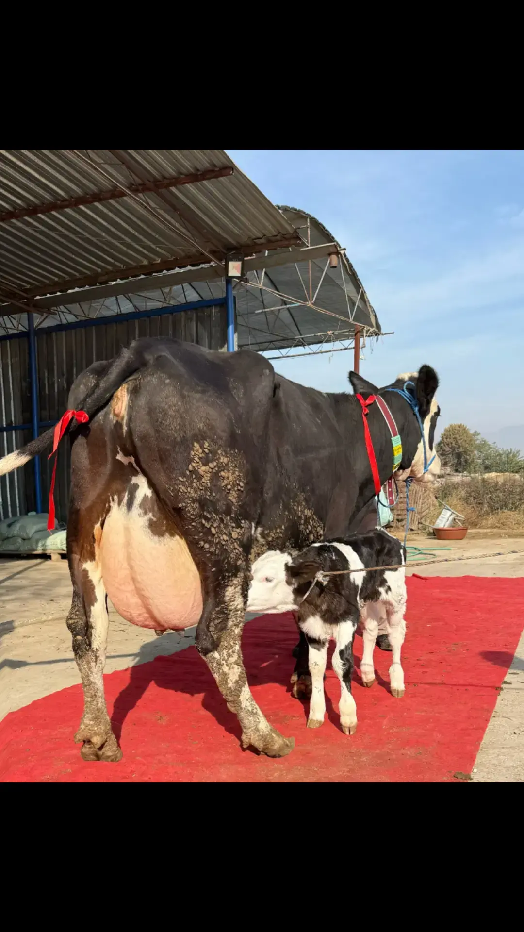 İnək — Heyvanlar, Quşlar, Balıqlar, Ağstafa