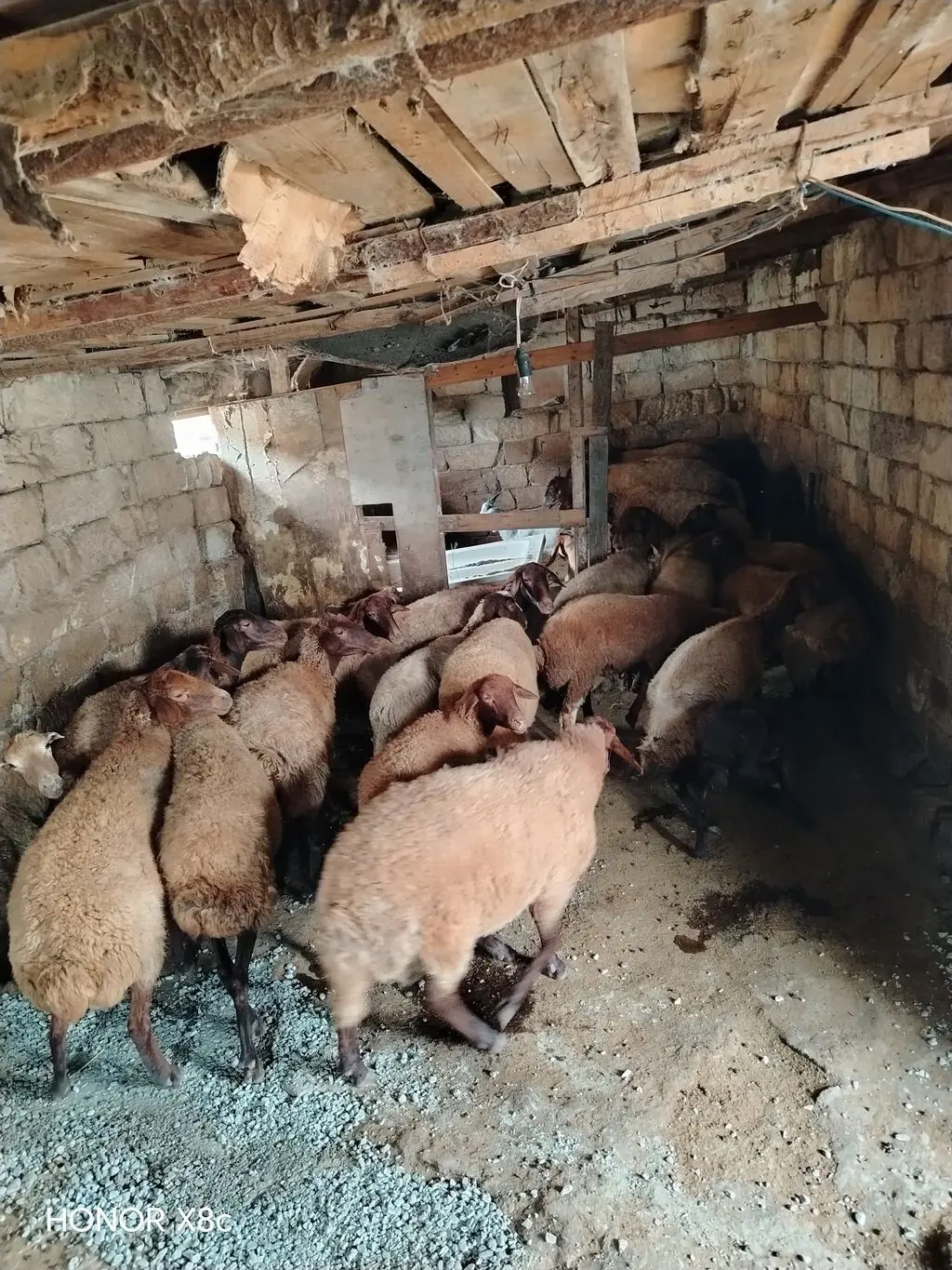 Qoyunlar — Heyvanlar, Quşlar, Balıqlar, Xırdalan