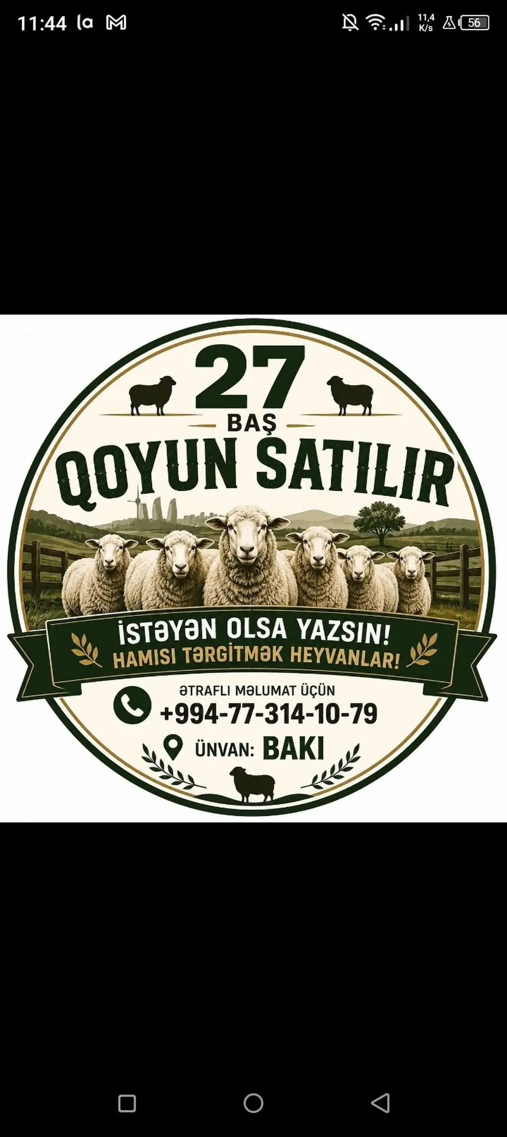 Qoyunlar — Heyvanlar, Quşlar, Balıqlar, Xırdalan