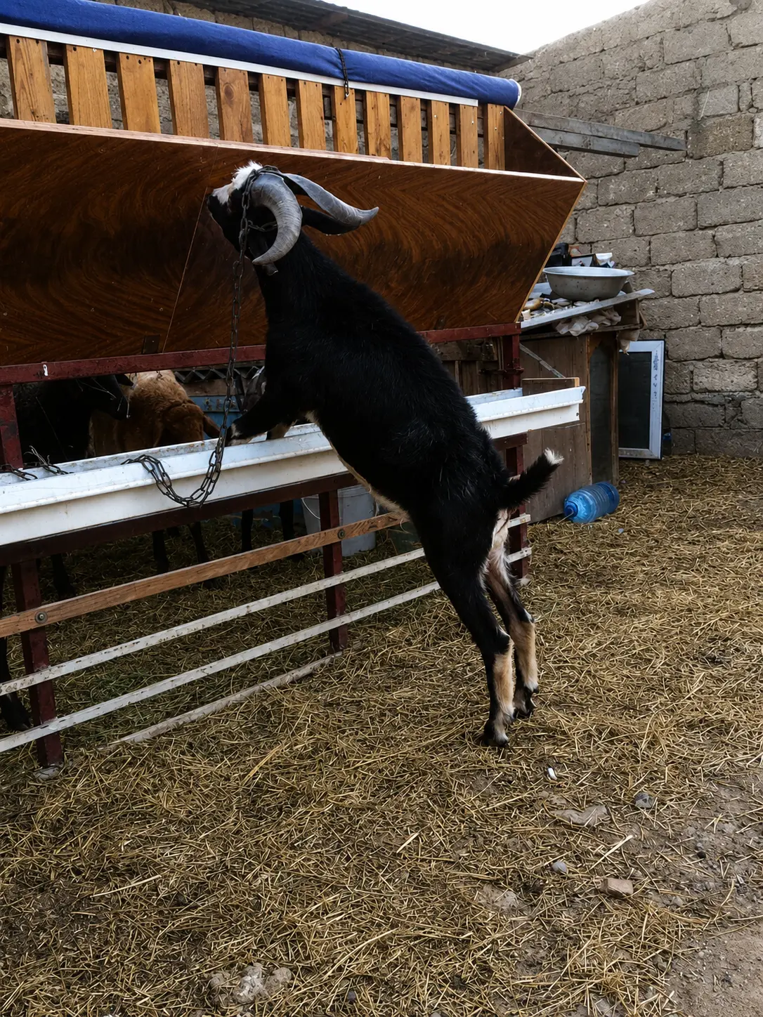 Çəpiş — Heyvanlar, Quşlar, Balıqlar, Bakı