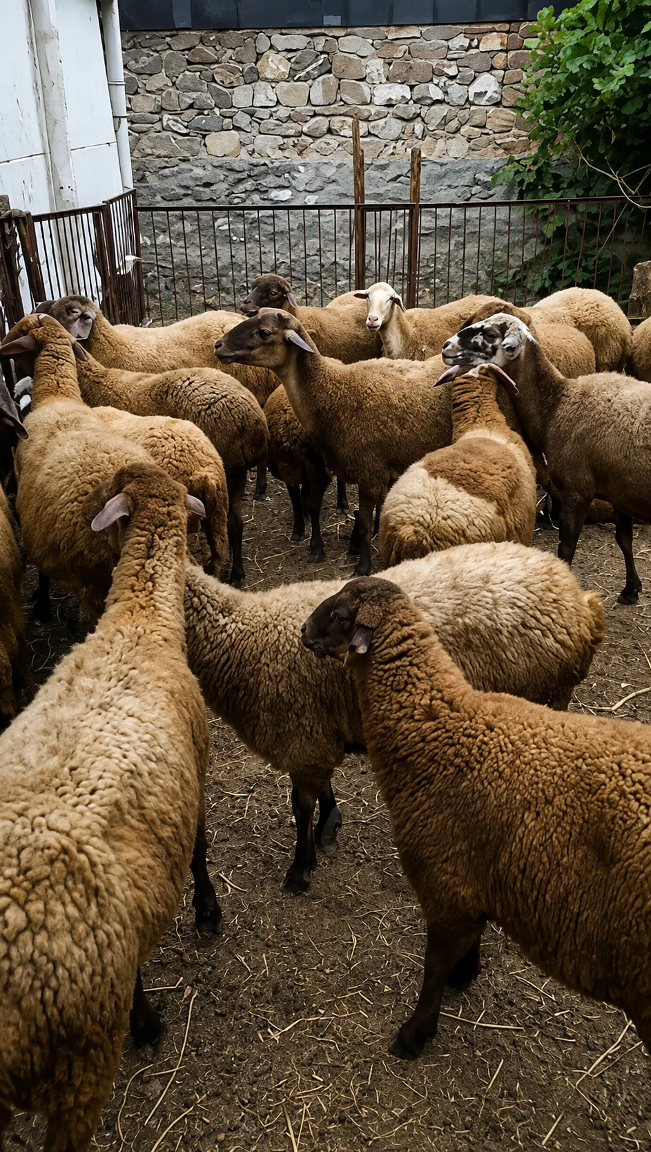 Qoyunlar — Heyvanlar, Quşlar, Balıqlar, Şəki