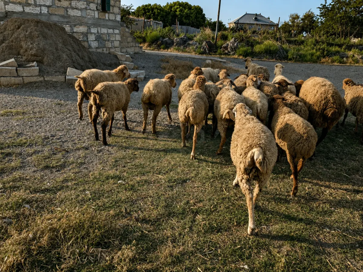 Quzular — Heyvanlar, Quşlar, Balıqlar, Siyəzən