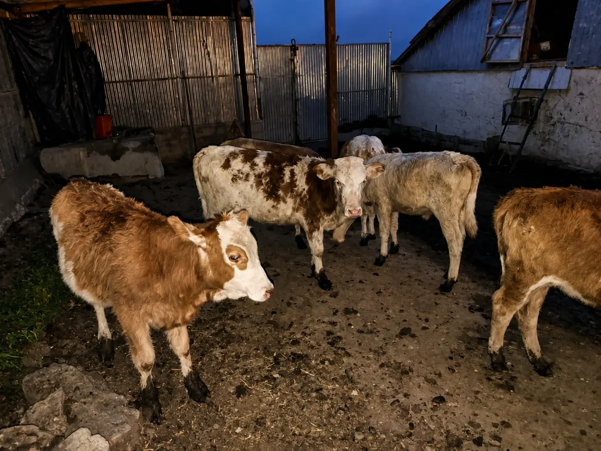 Danalar — Heyvanlar, Quşlar, Balıqlar, Quba