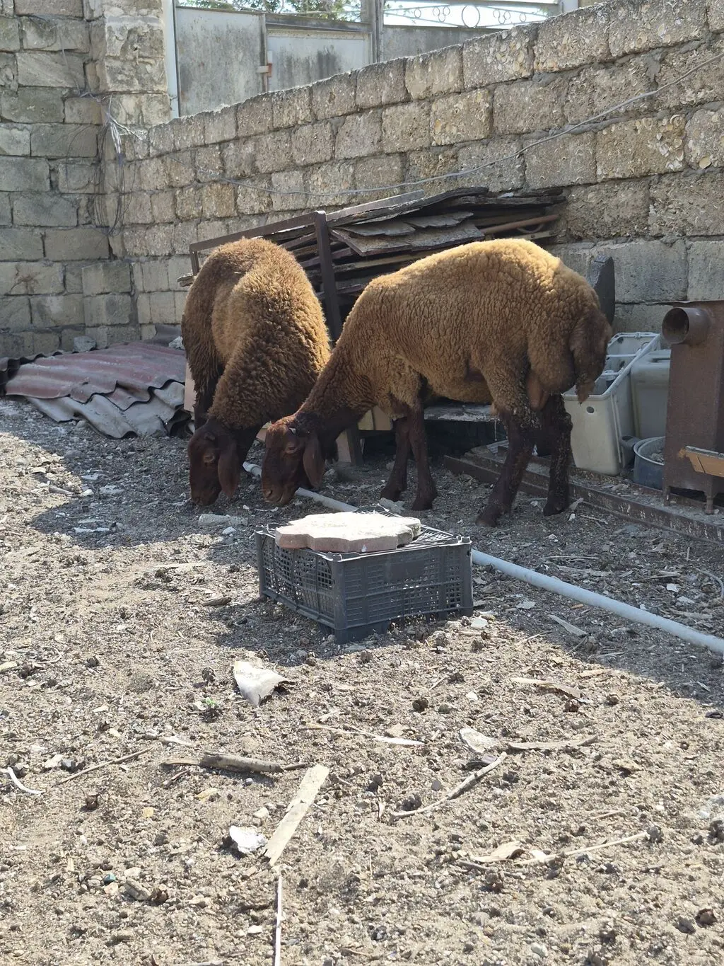 Qoyunlar — Heyvanlar, Quşlar, Balıqlar, Bakı