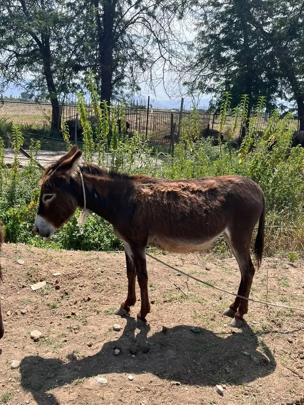 Eşşək — Heyvanlar, Quşlar, Balıqlar, Şəmkir