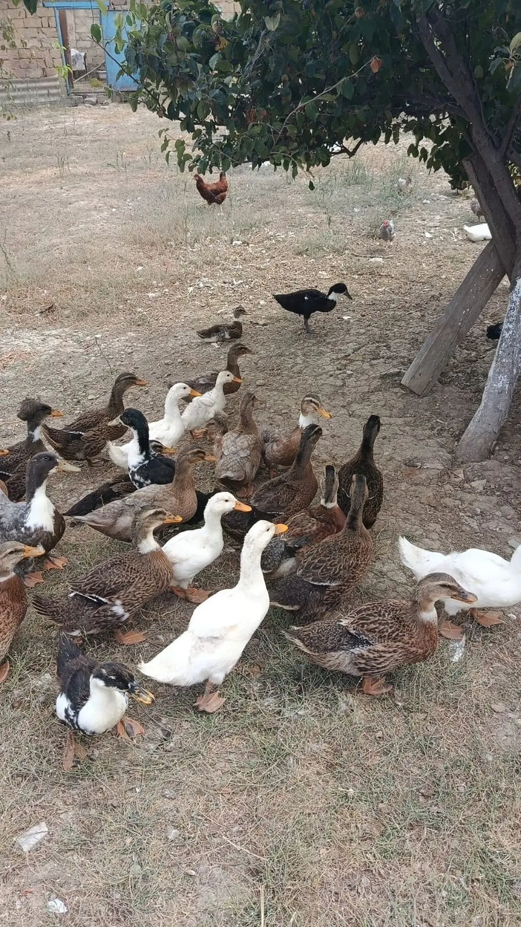 Ördəklər — Heyvanlar, Quşlar, Balıqlar, Bakı