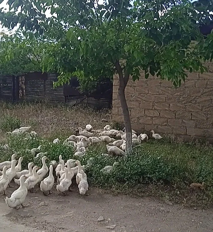 Cücə — Heyvanlar, Quşlar, Balıqlar, Gəncə