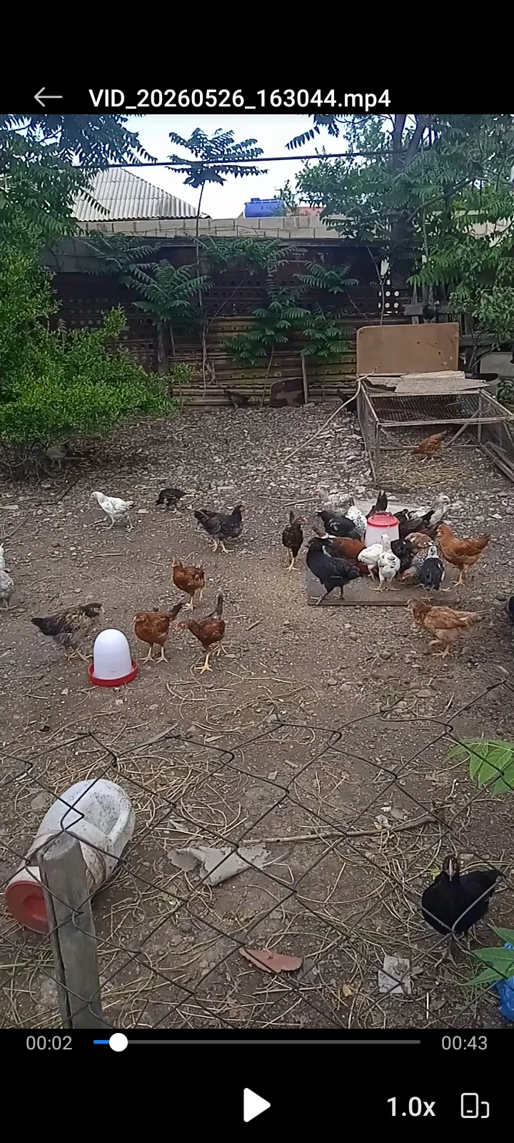 Cücə — Heyvanlar, Quşlar, Balıqlar, Gəncə