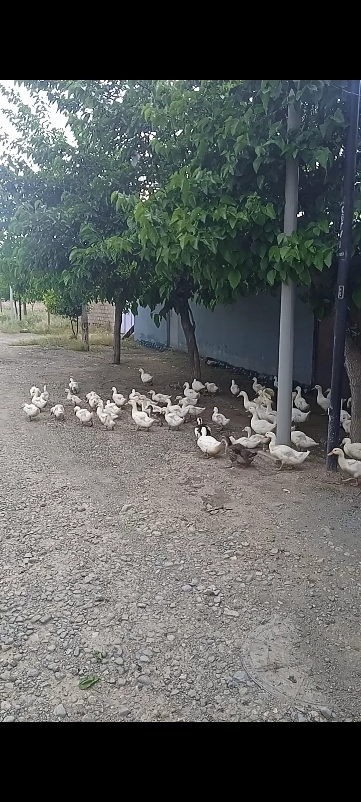 Cücə — Heyvanlar, Quşlar, Balıqlar, Gəncə