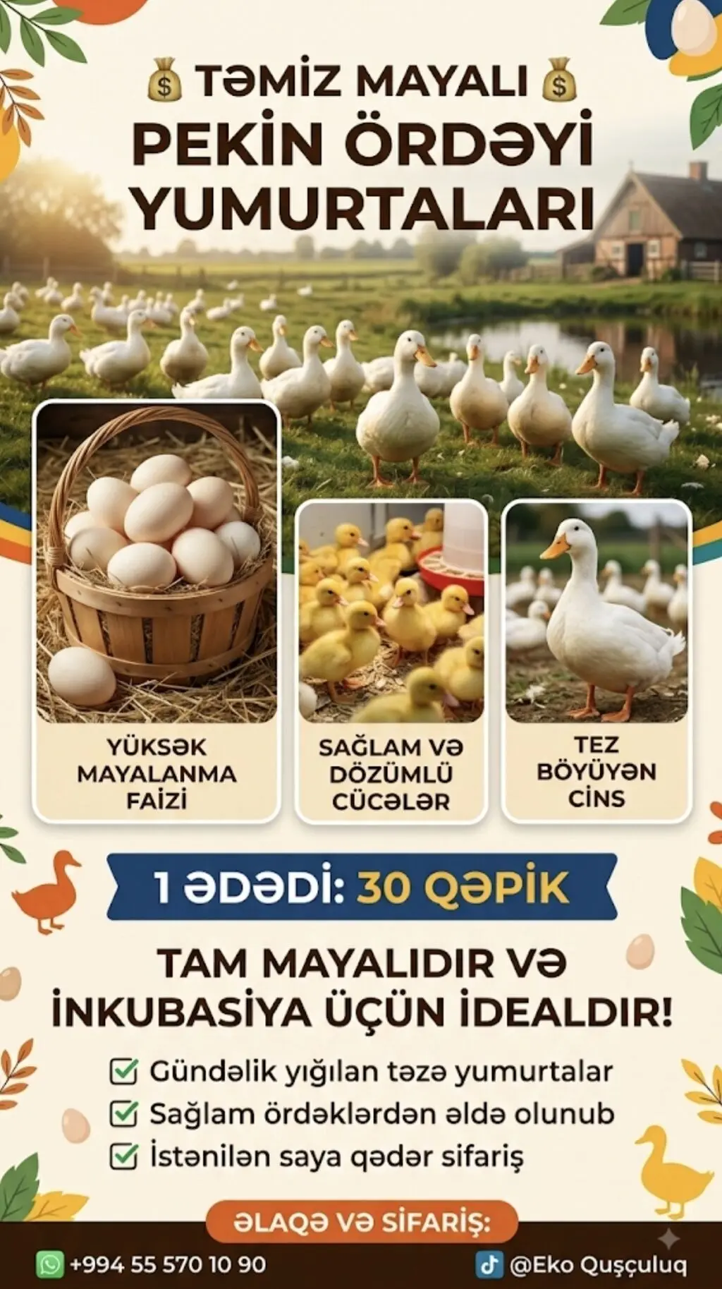 Mayalı yumurta — Heyvanlar, Quşlar, Balıqlar, Bakı