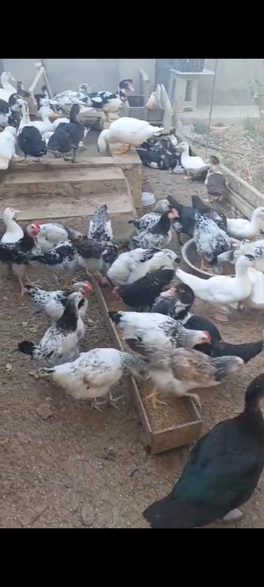 Ördək — Heyvanlar, Quşlar, Balıqlar, Bakı