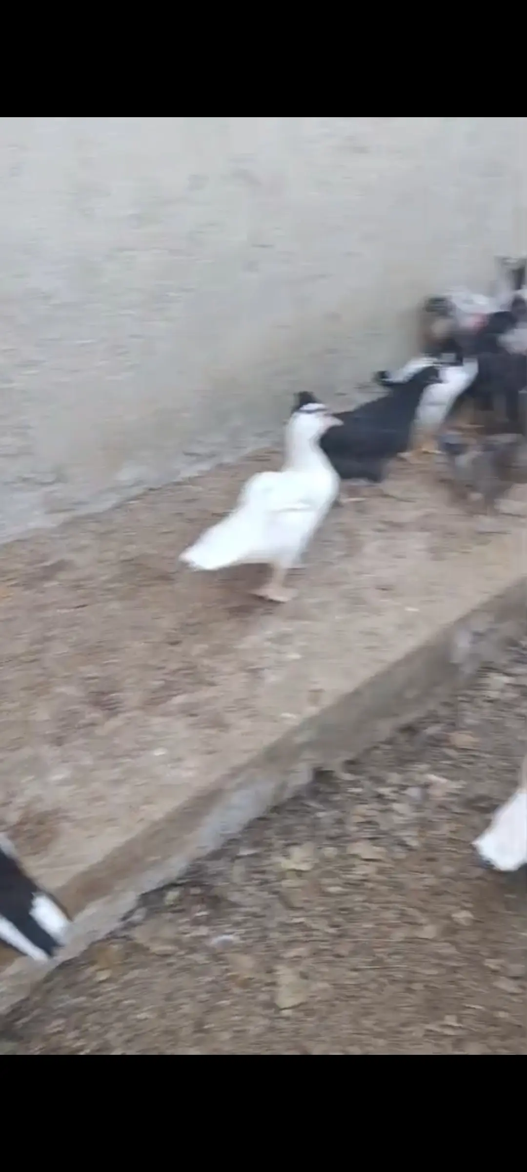 Ördək — Heyvanlar, Quşlar, Balıqlar, Bakı