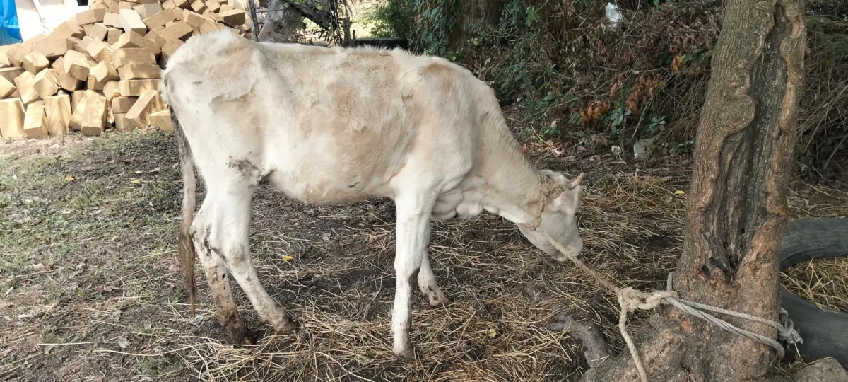 Düyə — Heyvanlar, Quşlar, Balıqlar, Astara