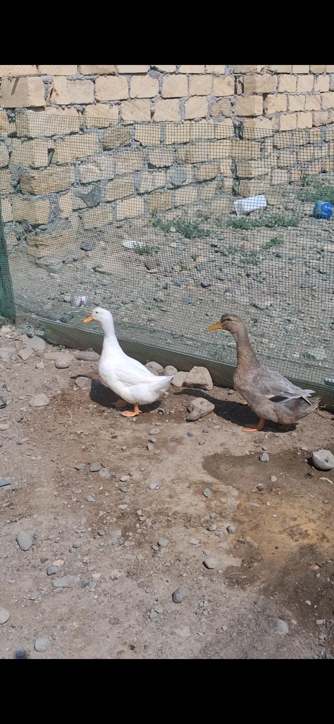 Ördəklər — Heyvanlar, Quşlar, Balıqlar, Gəncə