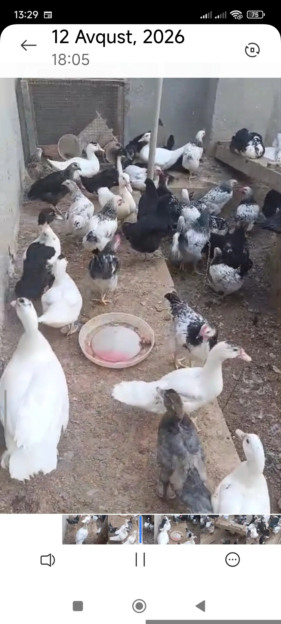 Çolpa — Heyvanlar, Quşlar, Balıqlar, Bakı