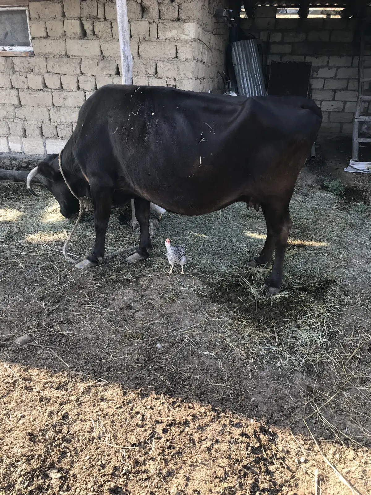 İnək — Heyvanlar, Quşlar, Balıqlar, Qusar