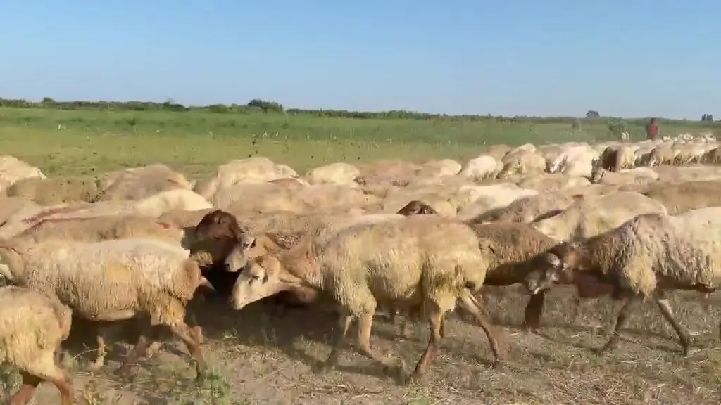 Qoyunlar — Heyvanlar, Quşlar, Balıqlar, Tərtər