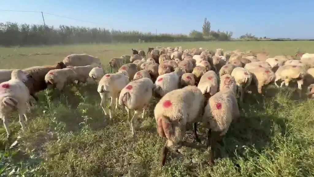 Qoyunlar — Heyvanlar, Quşlar, Balıqlar, Tərtər