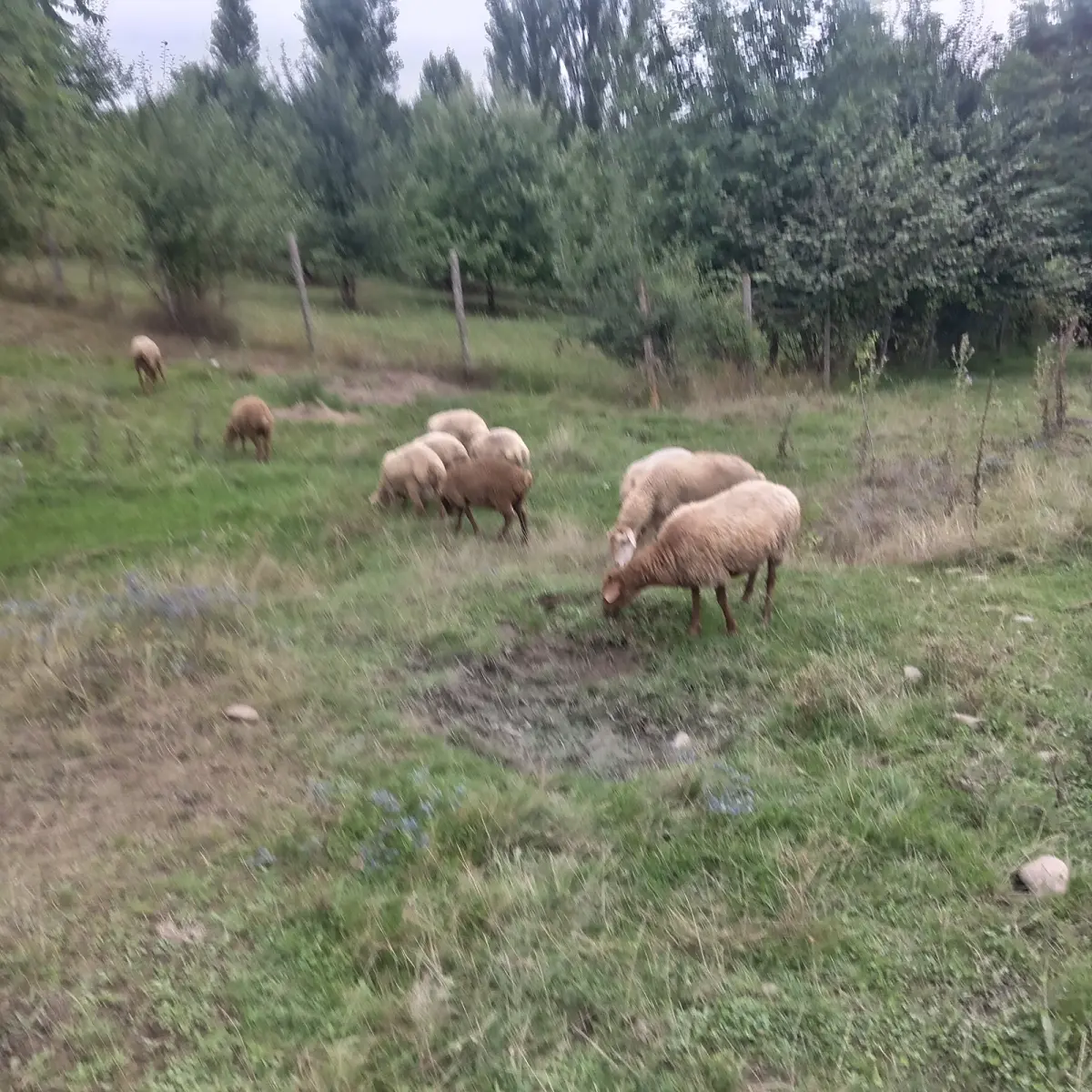 Qoyun — Heyvanlar, Quşlar, Balıqlar, Qusar