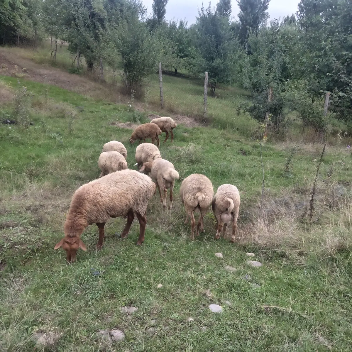 Qoyun — Heyvanlar, Quşlar, Balıqlar, Qusar