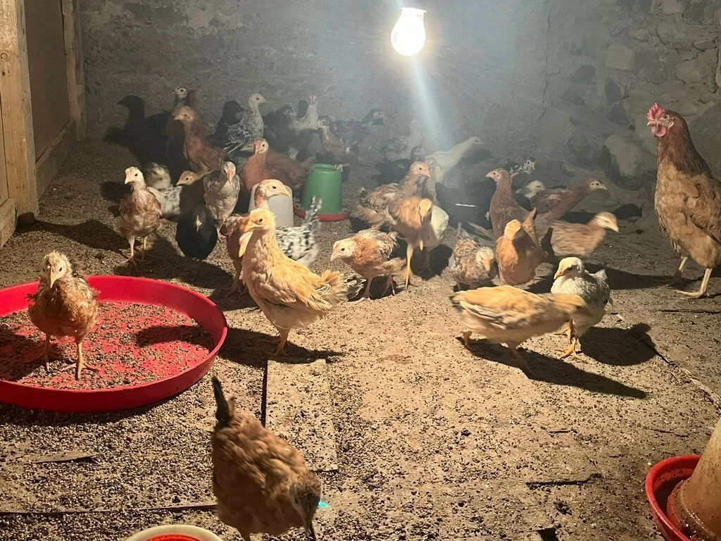 Cücə — Heyvanlar, Quşlar, Balıqlar, Gəncə