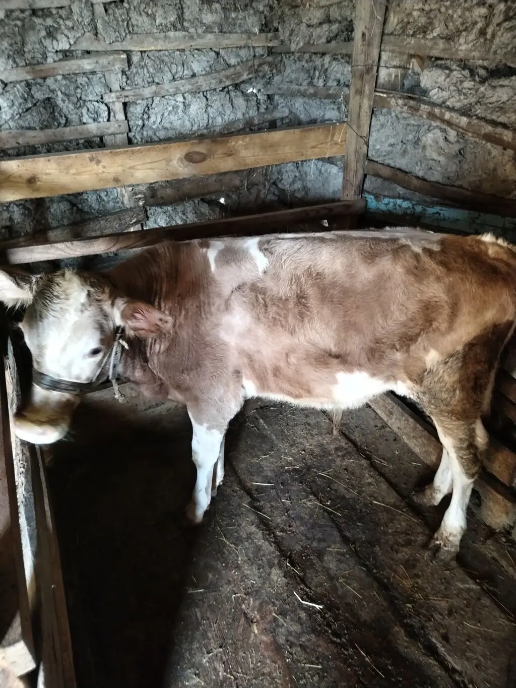Balalı inək — Heyvanlar, Quşlar, Balıqlar, Astara