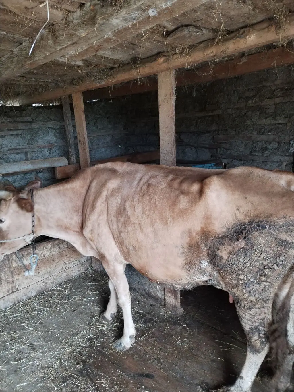 Balalı inək — Heyvanlar, Quşlar, Balıqlar, Astara