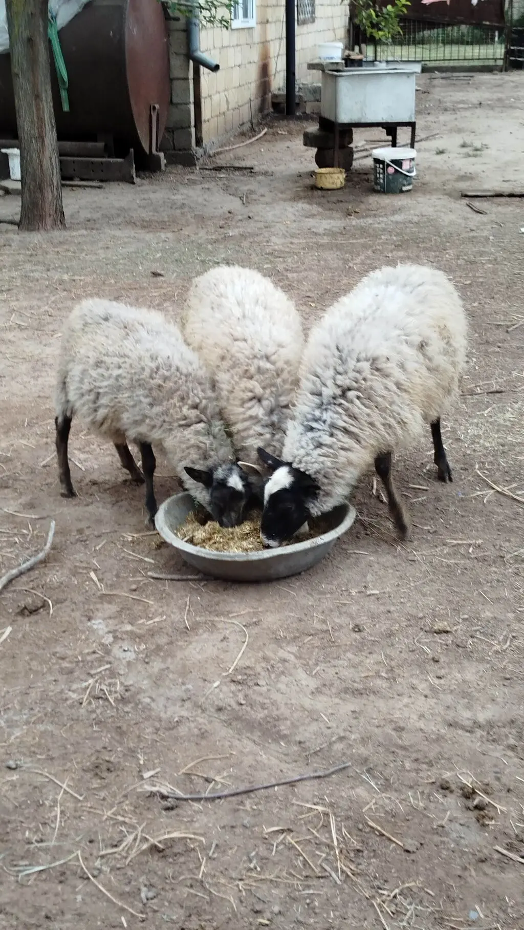 Qoyunlar — Heyvanlar, Quşlar, Balıqlar, Saatlı