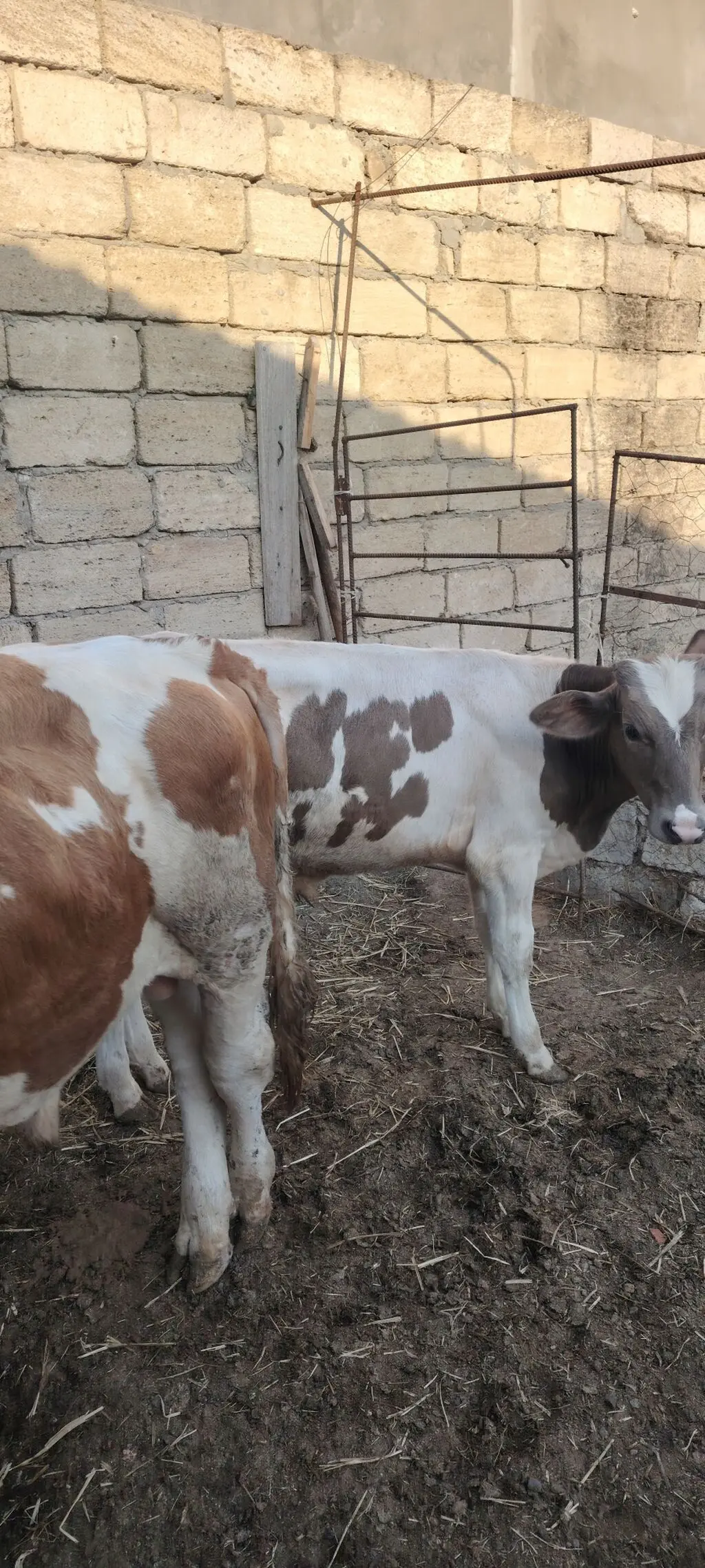 Dana — Heyvanlar, Quşlar, Balıqlar, Sumqayıt
