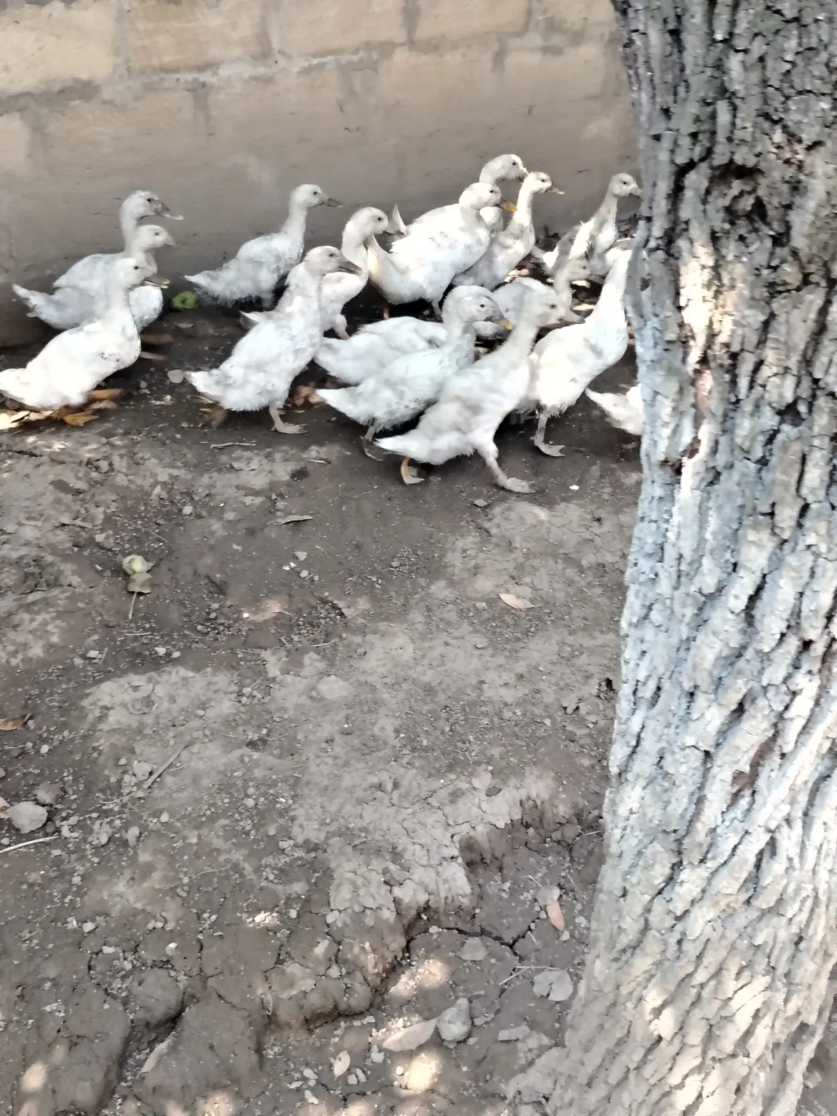 Pekin ördəyi — Heyvanlar, Quşlar, Balıqlar, Quba