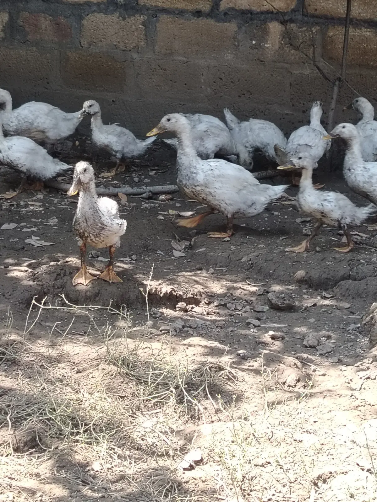 Pekin ördəyi — Heyvanlar, Quşlar, Balıqlar, Quba