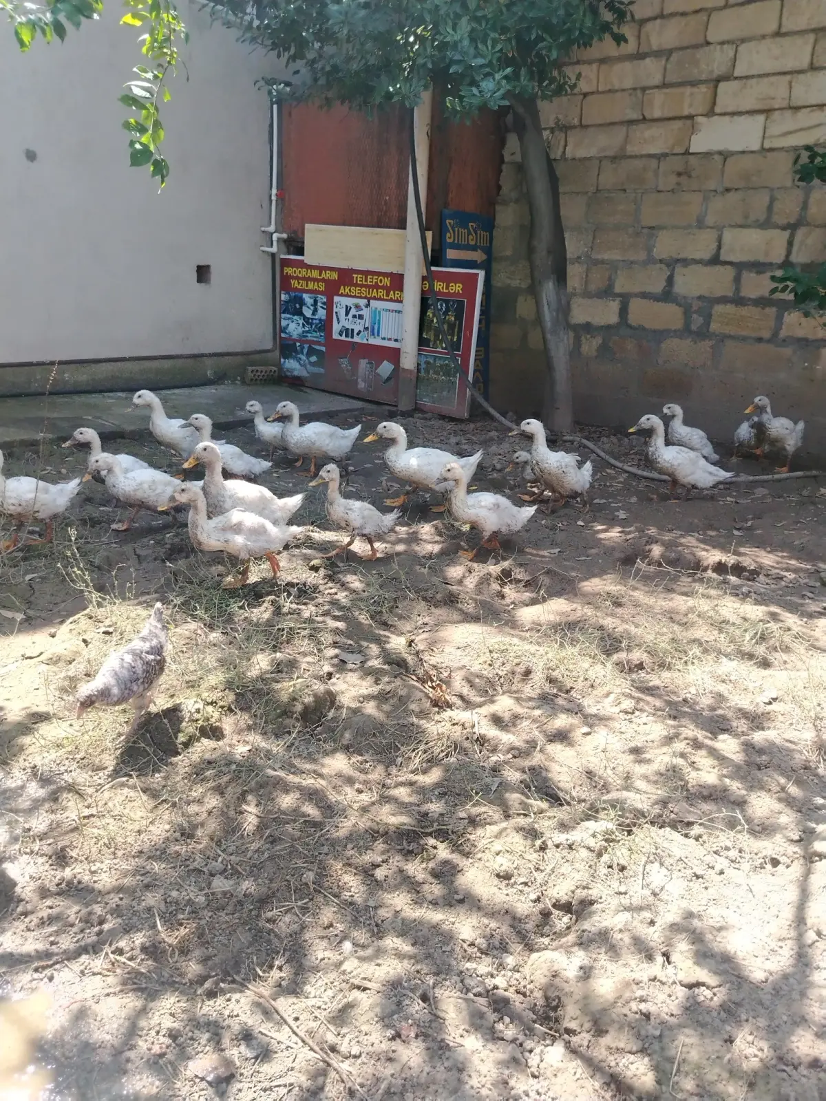 Pekin ördəyi — Heyvanlar, Quşlar, Balıqlar, Quba