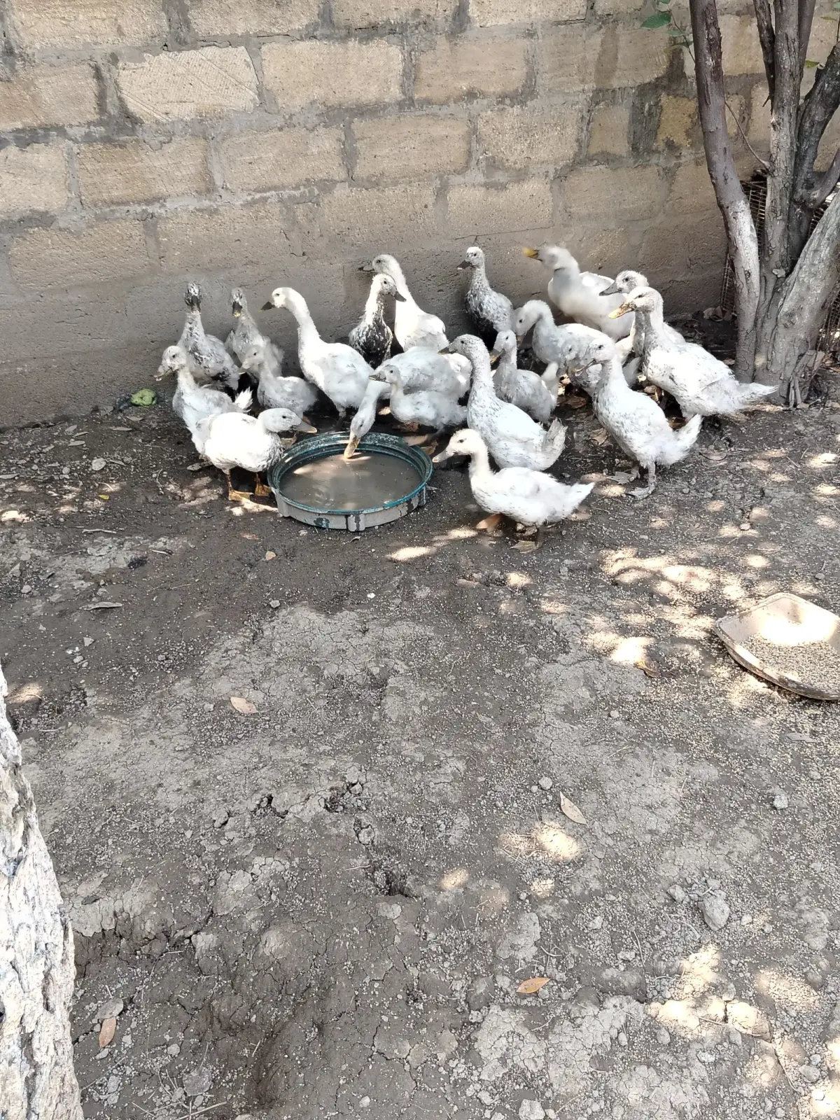 Pekin ördəyi — Heyvanlar, Quşlar, Balıqlar, Quba