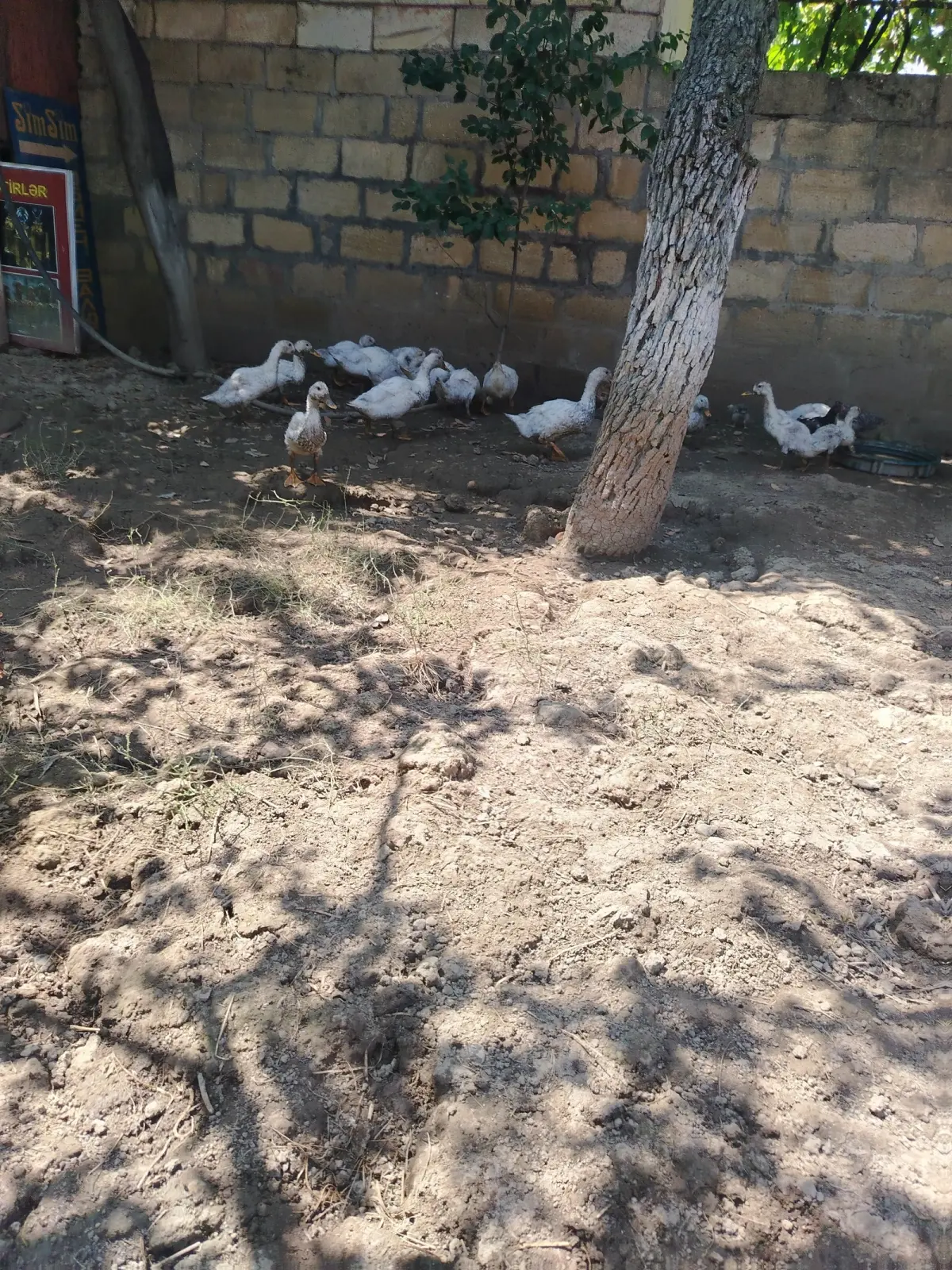 Pekin ördəyi — Heyvanlar, Quşlar, Balıqlar, Quba