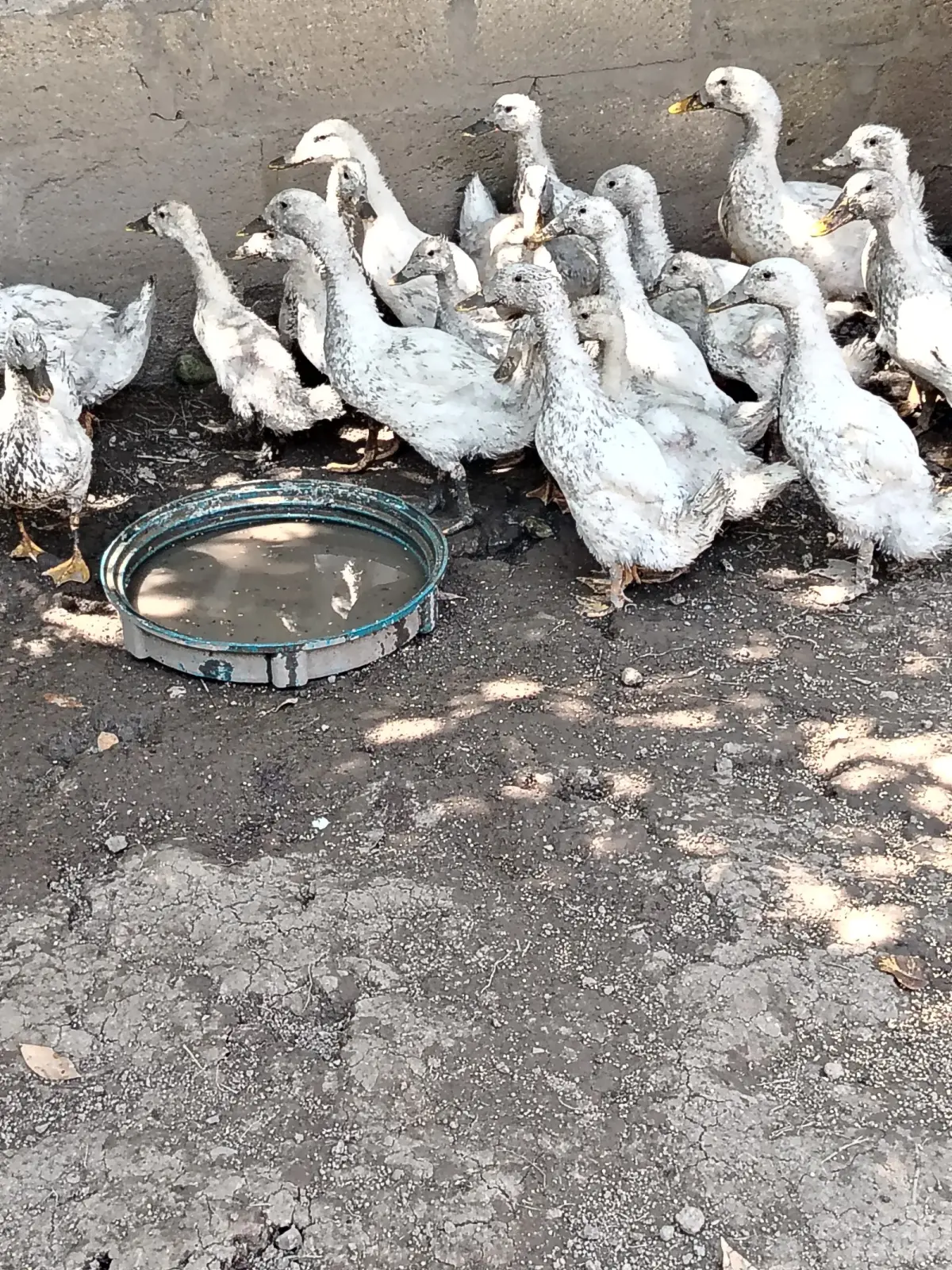 Pekin ördəyi — Heyvanlar, Quşlar, Balıqlar, Quba