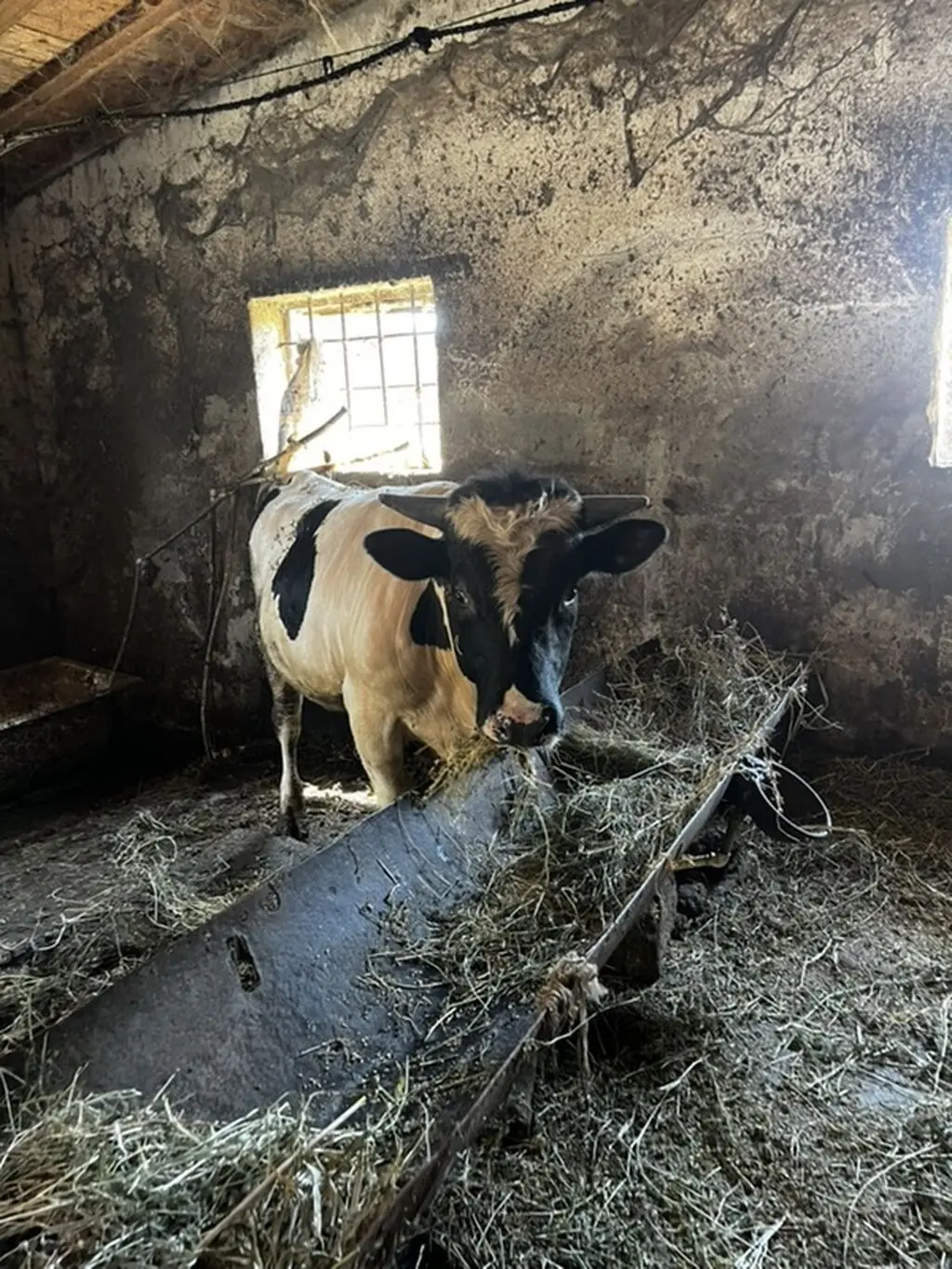 Danalar — Heyvanlar, Quşlar, Balıqlar, Xırdalan