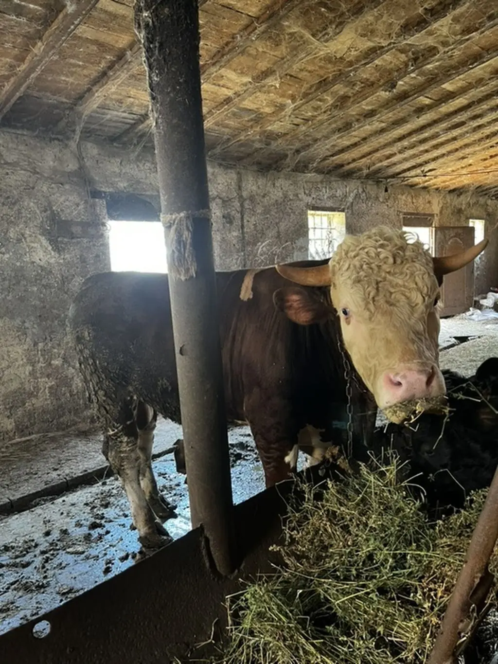 Danalar — Heyvanlar, Quşlar, Balıqlar, Xırdalan