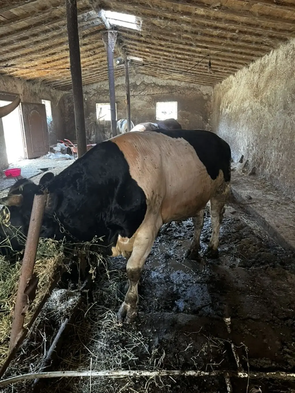 Danalar — Heyvanlar, Quşlar, Balıqlar, Xırdalan
