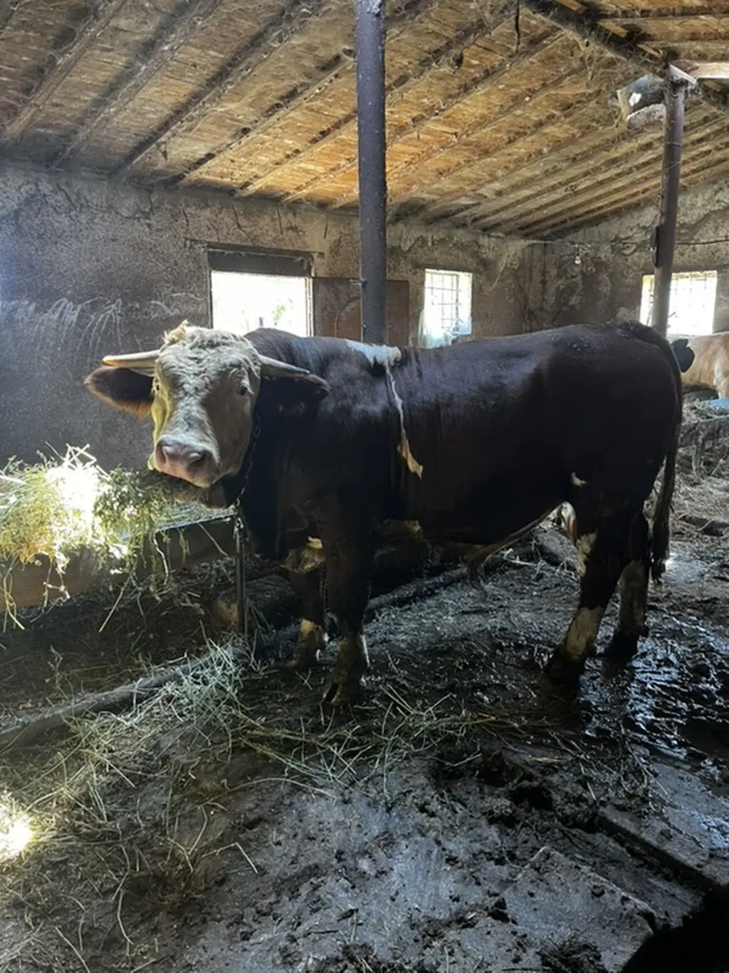 Danalar — Heyvanlar, Quşlar, Balıqlar, Xırdalan