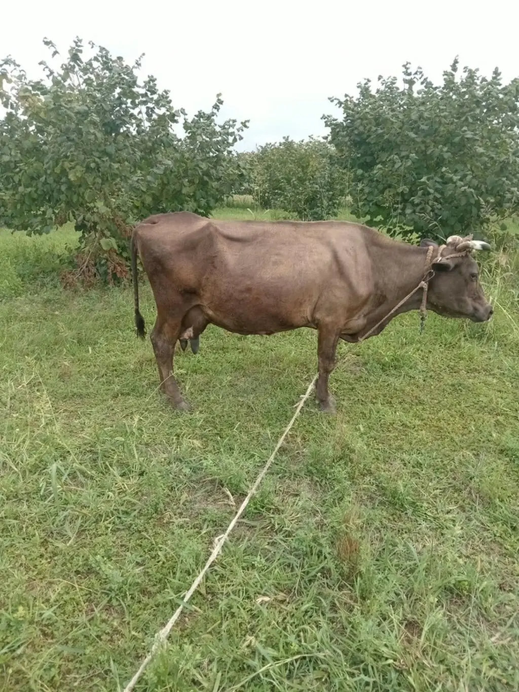 İnək — Heyvanlar, Quşlar, Balıqlar, Xudat
