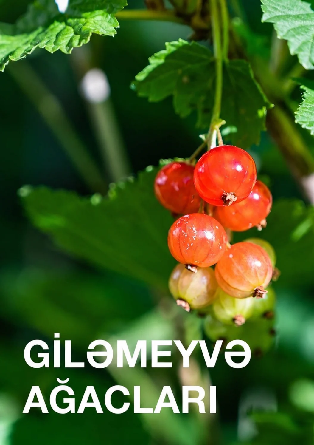 Tinglər — Dənlilər, Otlar Yemlər,  Bitkilər, Bakı